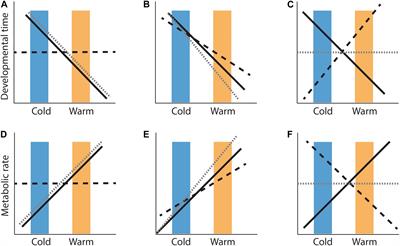 Countergradient Variation in Reptiles: Thermal Sensitivity of Developmental and Metabolic Rates Across Locally Adapted Populations